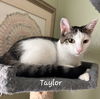 adoptable Cat in Sugar Land, TX named Taylor #loves-nose-kisses