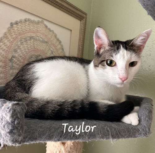 picture of the cat needing adoption