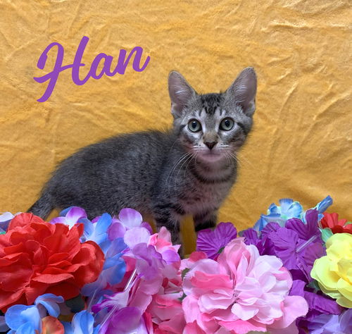 picture of the cat needing adoption