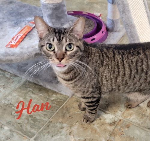 picture of the cat needing adoption