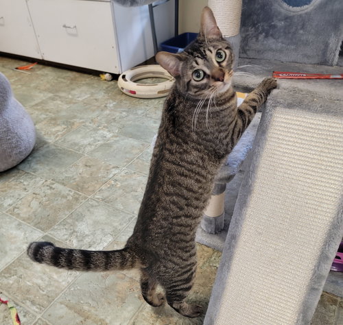HAN #TAKE-CHARGE - Tabby / Domestic Short Hair available for adoption