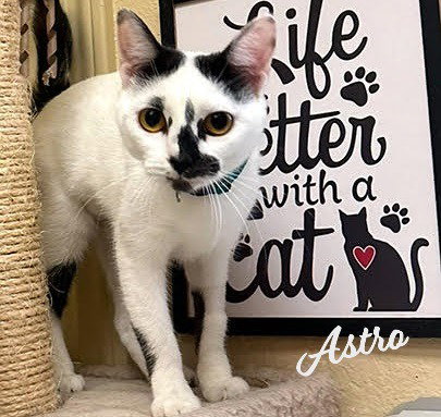 picture of the cat needing adoption