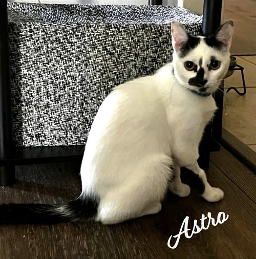 ASTRO #TO-INFINITI-AND-BACK - Turkish Van / Domestic Short Hair available for adoption