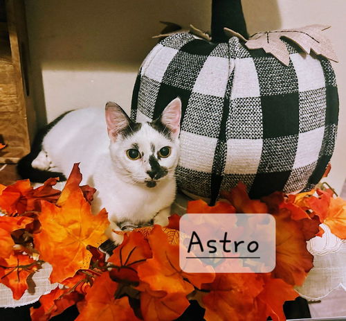 picture of the cat needing adoption