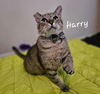 adoptable Cat in Sugar Land, TX named Harry #FIV-Pos