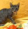 Pawdrey Hepburn #spunky-n-sweet - Photo 2