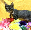 Pawdrey Hepburn #spunky-n-sweet - Photo 3