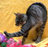 Pawdrey Hepburn #spunky-n-sweet - Photo 5