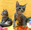 Pawdrey Hepburn #spunky-n-sweet - Photo 4