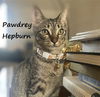 adoptable Cat in  named Pawdrey Hepburn #spunky-n-sweet