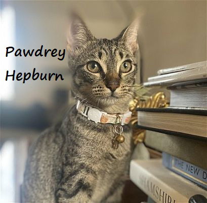 picture of the cat needing adoption