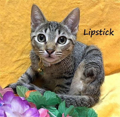 picture of the cat needing adoption