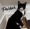 adoptable Cat in  named Parker #chirps-when-contented