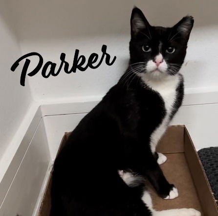 picture of the cat needing adoption