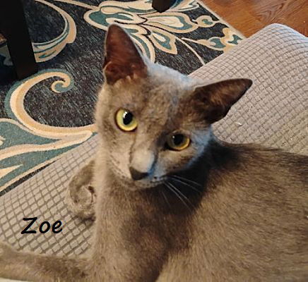 adoptable Cat in Houston, TX named Zoe #golden-globe-eyes