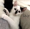 adoptable Cat in Sugar Land, TX named Chip #handsome-van