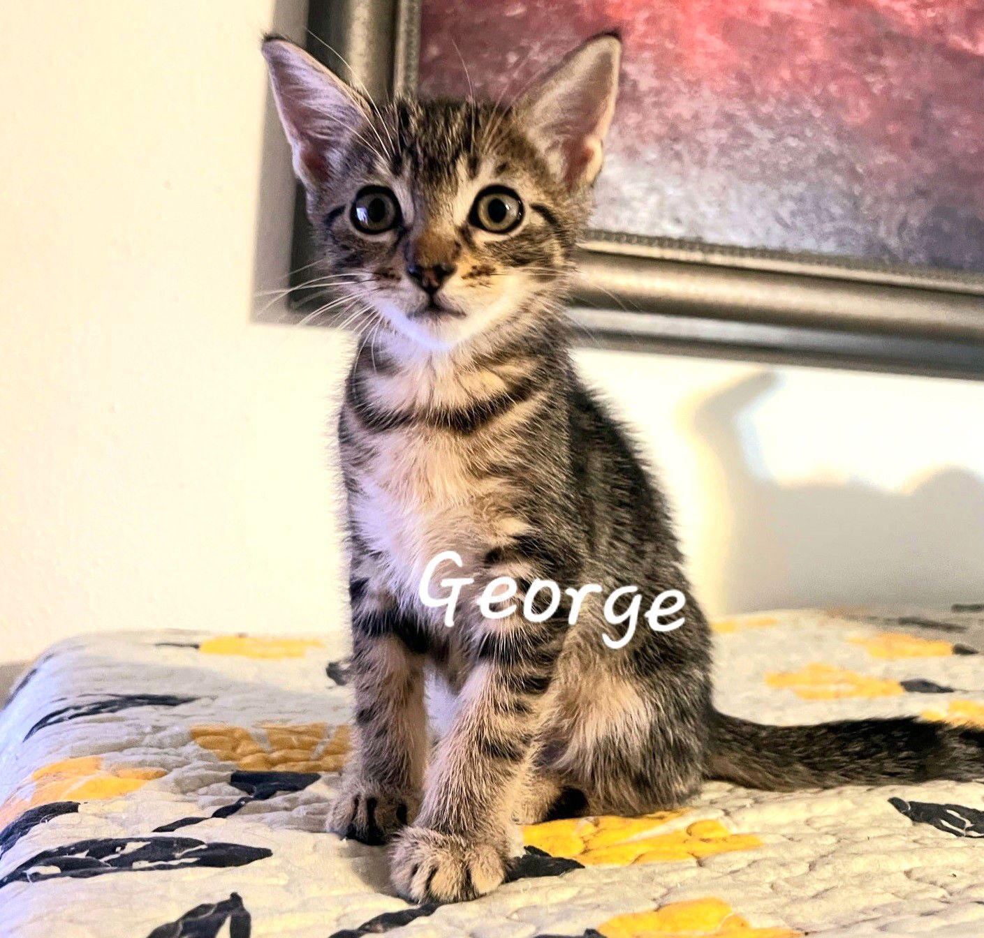 adoptable Cat in Sugar Land, TX named George #you-can-call-me-George