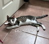 adoptable Cat in Sugar Land, TX named Chandler #mr-bright-eyes