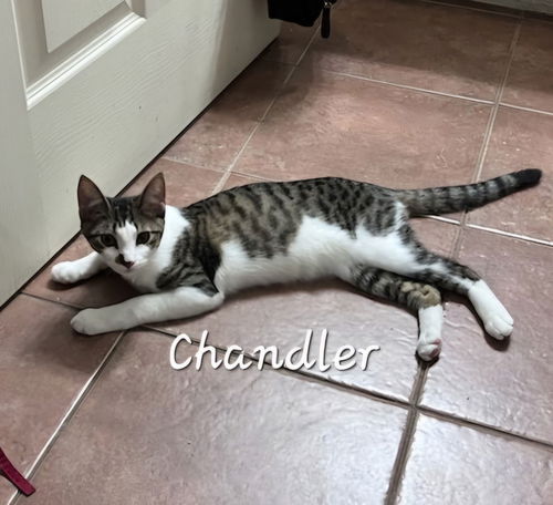 picture of the cat needing adoption