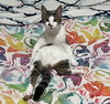 Chandler #mr-bright-eyes - Photo 2