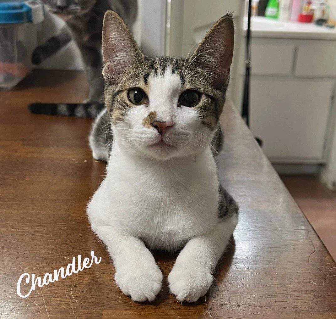 Chandler Mr-Bright-Eyes