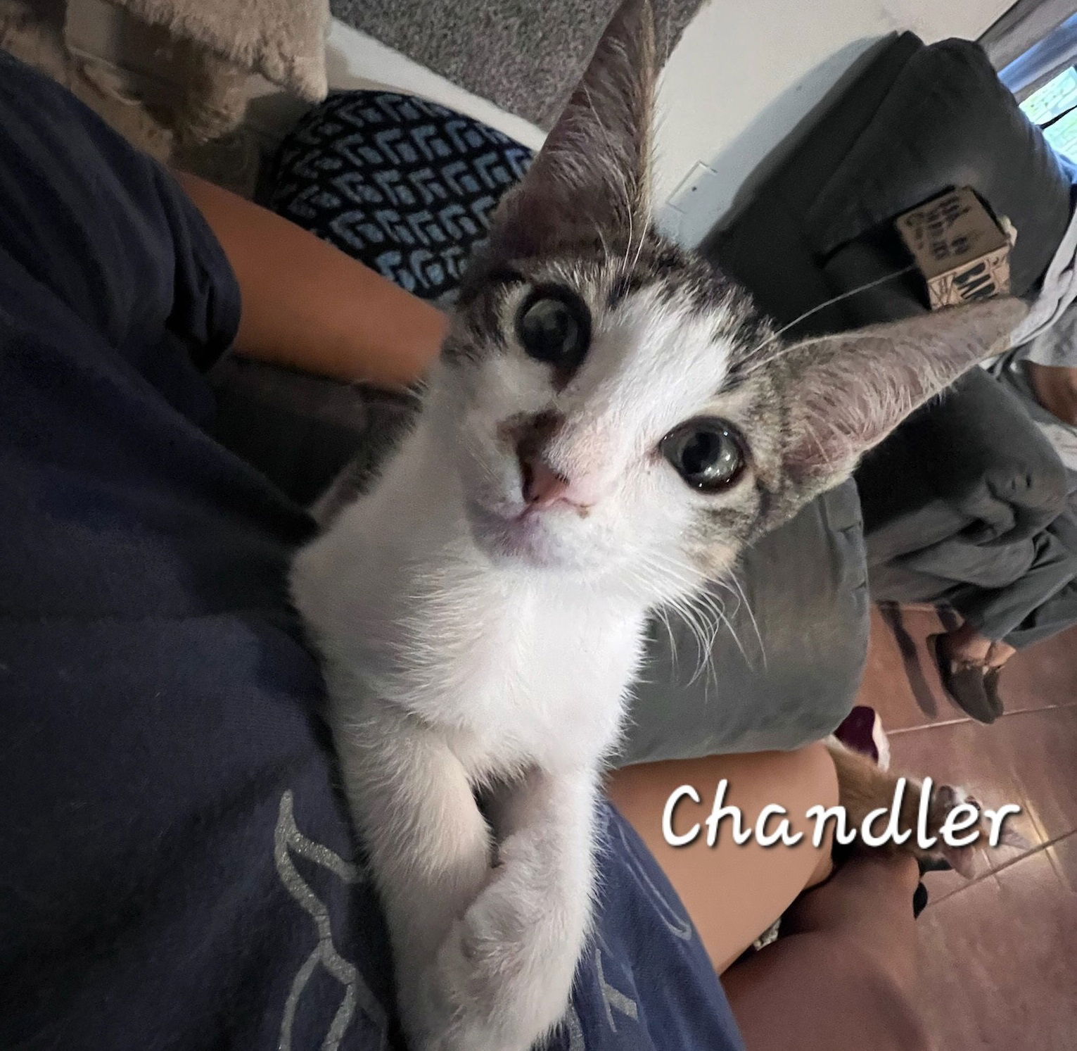 adoptable Cat in Sugar Land, TX named Chandler #mr-bright-eyes