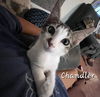 adoptable Cat in  named Chandler #mr-bright-eyes