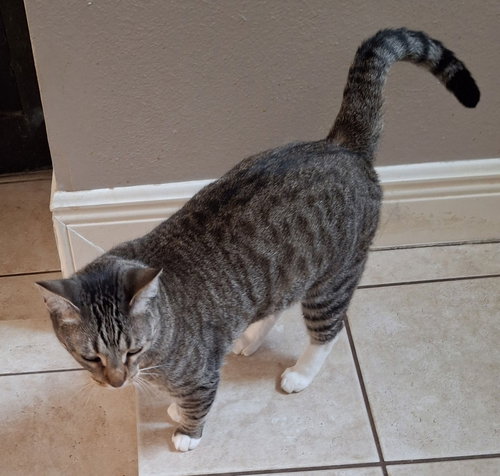 MS ETHEL #LOW-MAINTENANCE - Torbie / Domestic Short Hair available for adoption