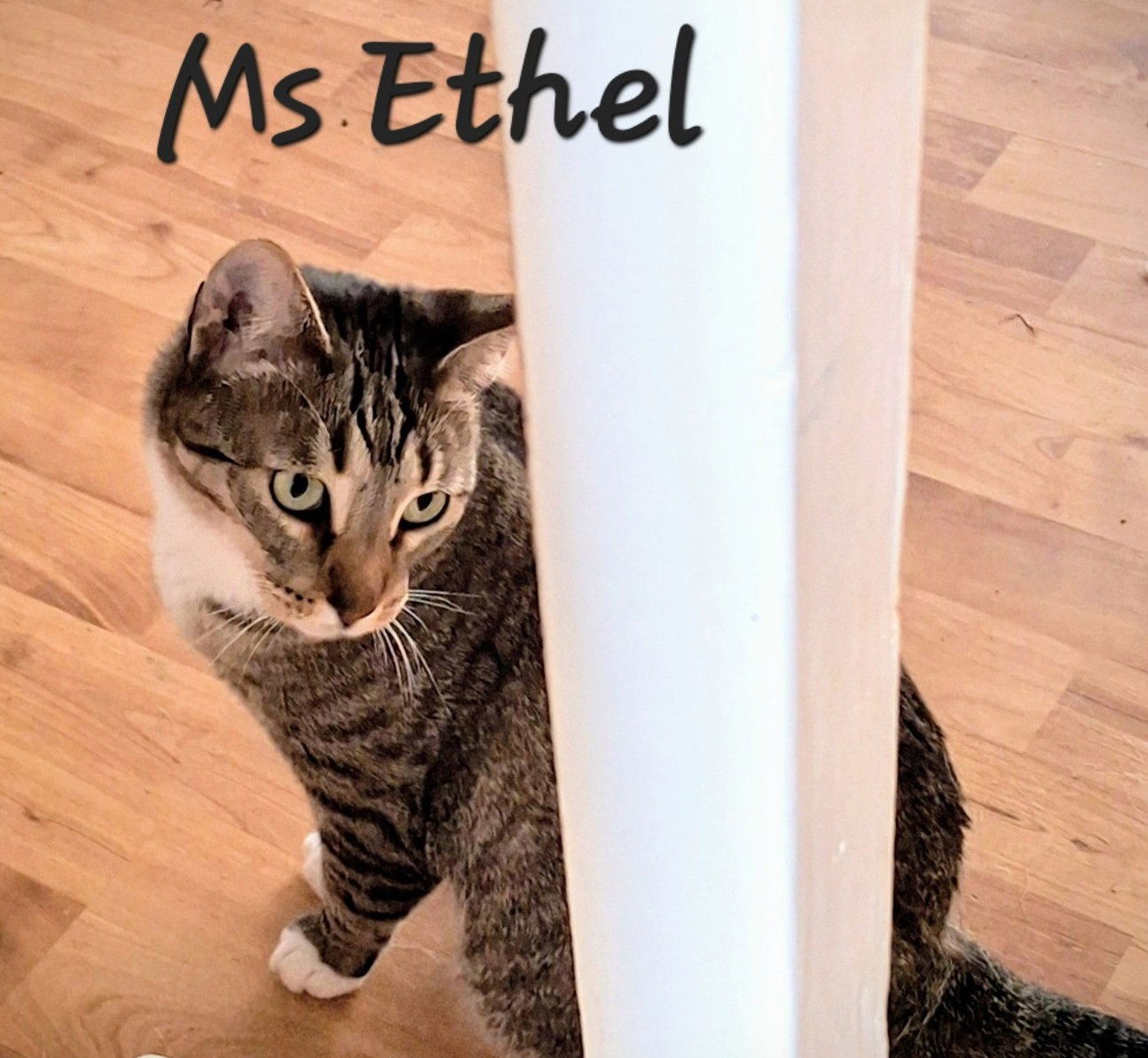 adoptable Cat in Sugar Land, TX named Ms Ethel #low-maintenance