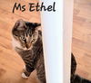 adoptable Cat in  named Ms Ethel #low-maintenance