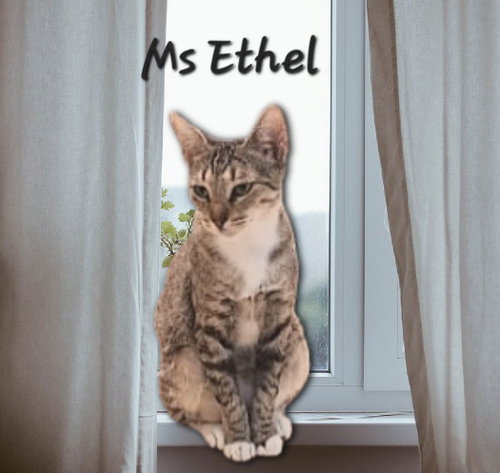 Photo 3 of Ms Ethel #low-maintenance