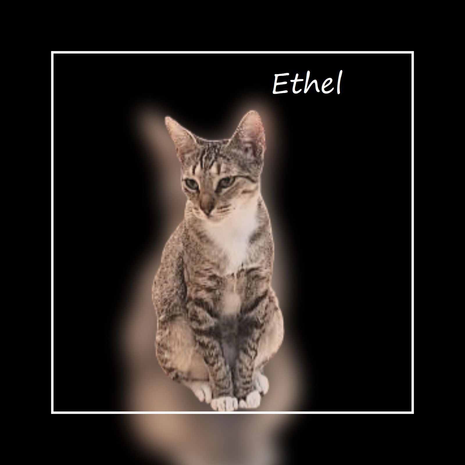 adoptable Cat in Sugar Land, TX named Ms Ethel #high-octane