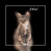 adoptable Cat in Sugar Land, TX named Ms Ethel #high-octane