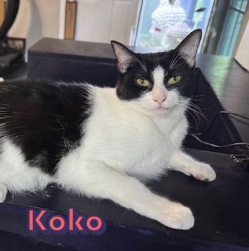 picture of the cat needing adoption