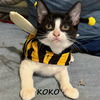 adoptable Cat in Sugar Land, TX named Koko #brother-of-Kika