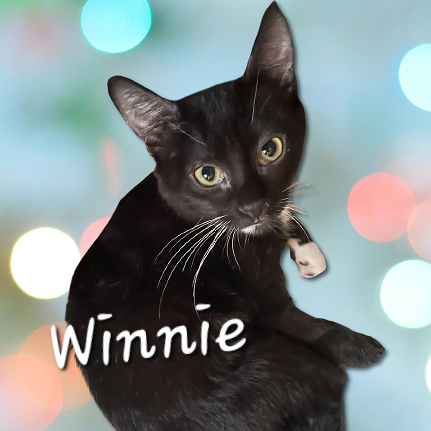 adoptable Cat in Sugar Land, TX named Winnie #sweet-tuxedo