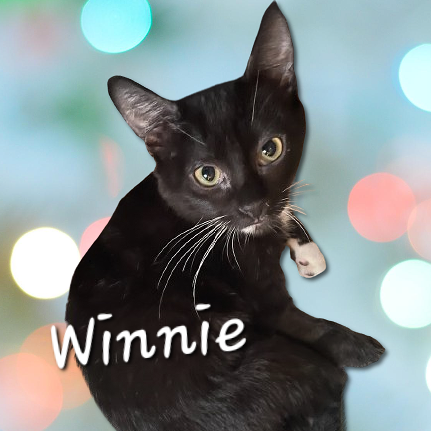 picture of the cat needing adoption