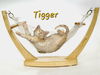 adoptable Cat in Sugar Land, TX named Tigger #bouncing-tigger