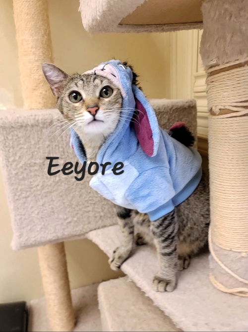 picture of the cat needing adoption