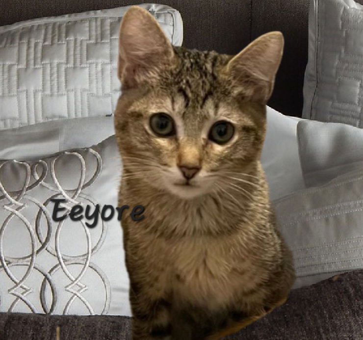 adoptable Cat in Sugar Land, TX named Eeyore #good-hearted