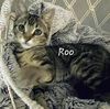 adoptable Cat in Sugar Land, TX named Roo #young-&-energetic