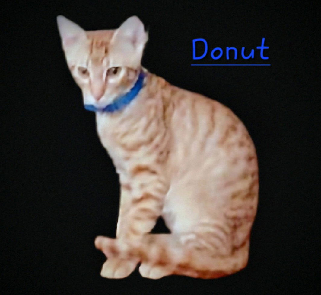 adoptable Cat in Sugar Land, TX named Donut #loves-treats