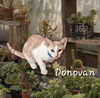 adoptable Cat in Sugar Land, TX named Donovan #learning-to-play