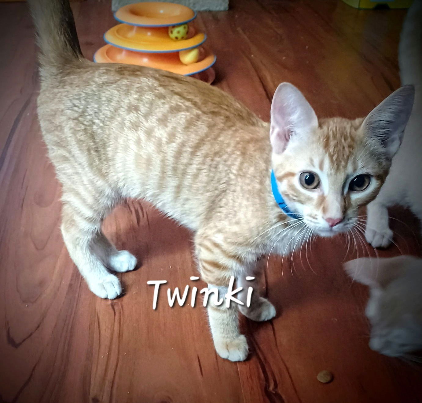 adoptable Cat in Sugar Land, TX named Twinki #just-wants-to-be-loved