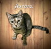 adoptable Cat in  named Aurora #all-in