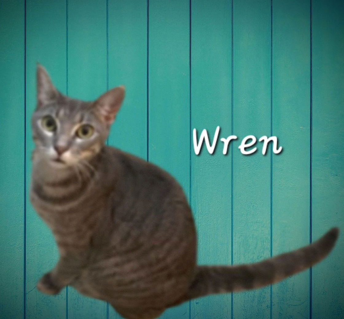 adoptable Cat in Sugar Land, TX named Wren #needs-a-caring-owner