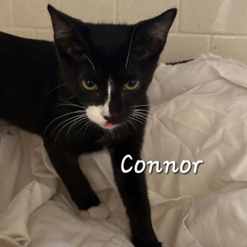 adoptable Cat in Sugar Land, TX named Connor #so-fun