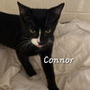 adoptable Cat in Sugar Land, TX named Connor #so-fun