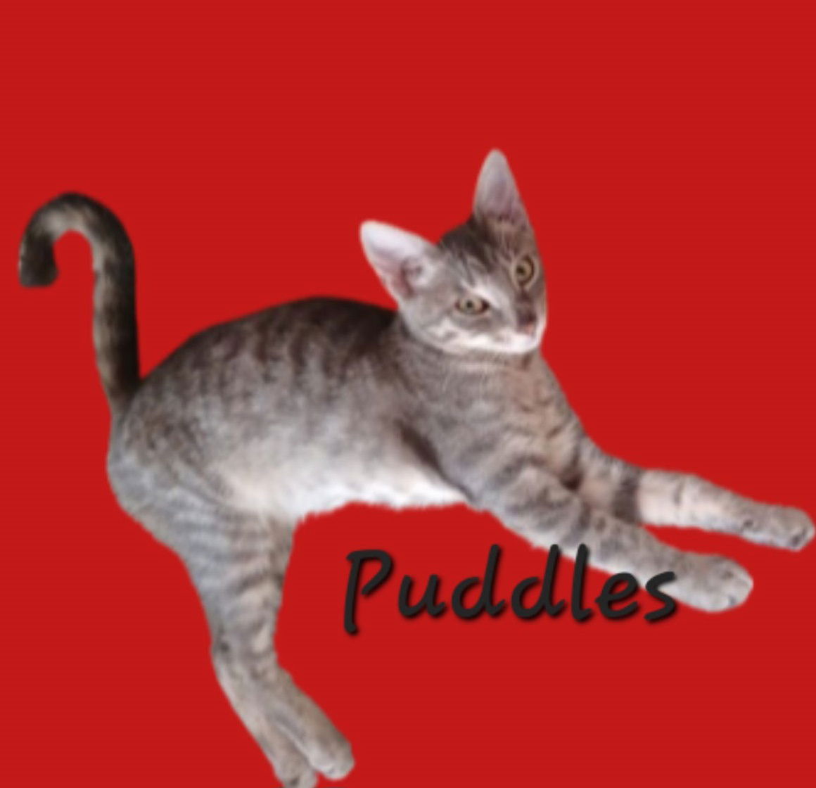 adoptable Cat in Sugar Land, TX named Puddles #rain-kitty