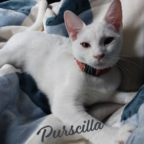 picture of the cat needing adoption